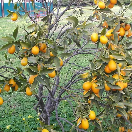 Il Gelsomino Ritrovato * Milazzo