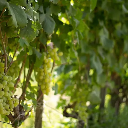 Il Gelsomino Ritrovato Alloggio per agriturismo *