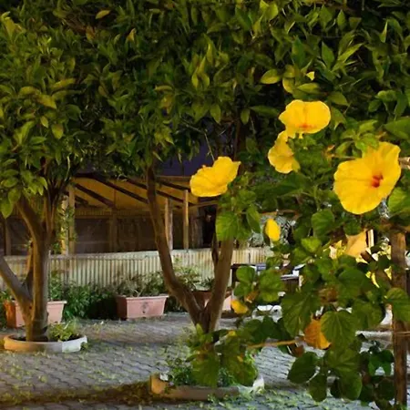 Il Gelsomino Ritrovato